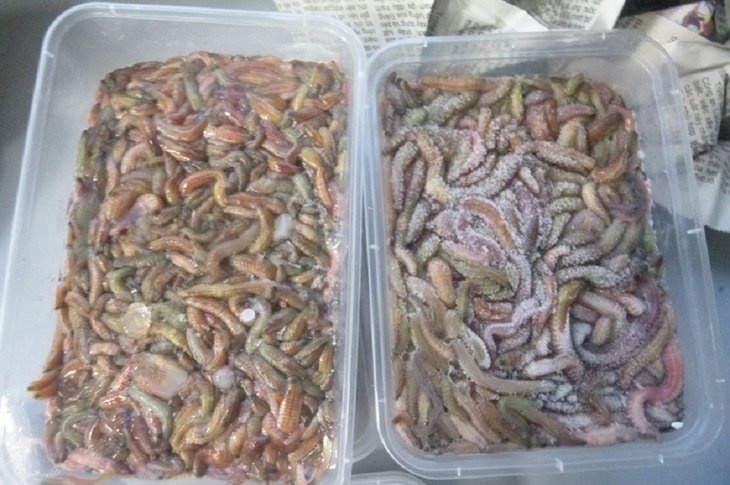 Замороженные черви. Фото пресс-службы Иркутской таможни