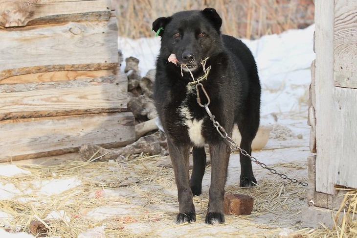 Собака. Фото Марины Снегиревой