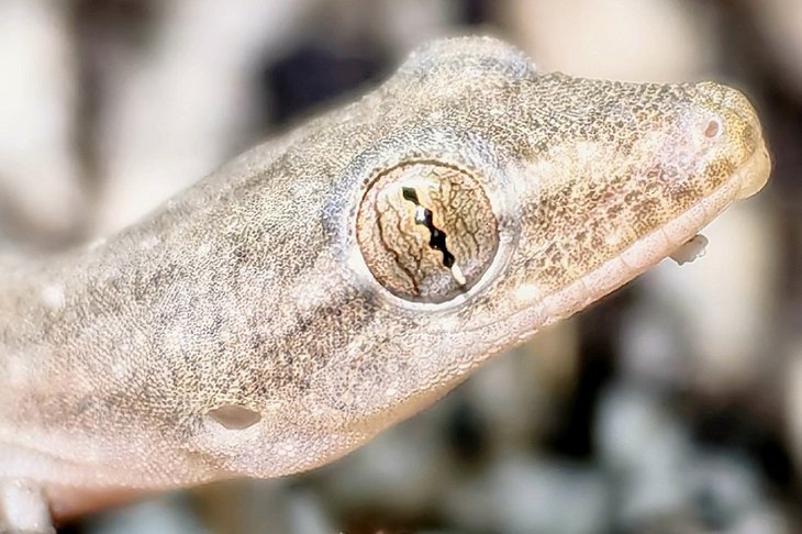 Геккон. Фото из группы Иркутской зоогалереи в соцсети «ВКонтакте»