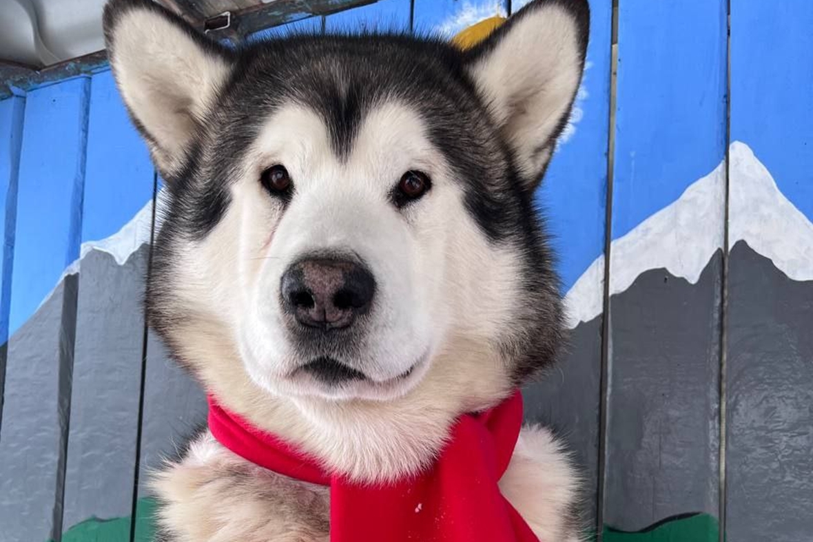 Фото: «Сибирский зоопарк»