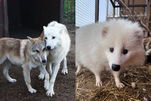 Фото: «Сибирский зоопарк»