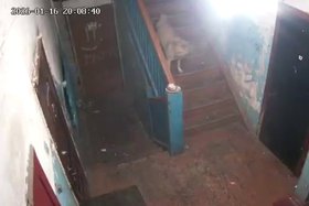 Собака. Скриншот видео из телеграм-канала «Инцидент Иркутск»