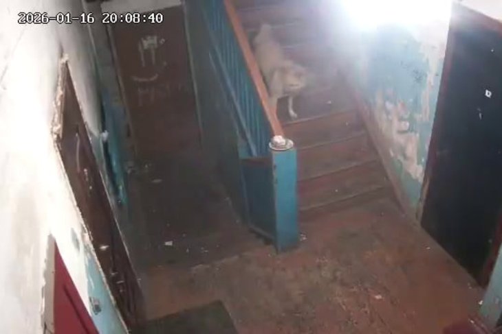 Собака. Скриншот видео из телеграм-канала «Инцидент Иркутск»