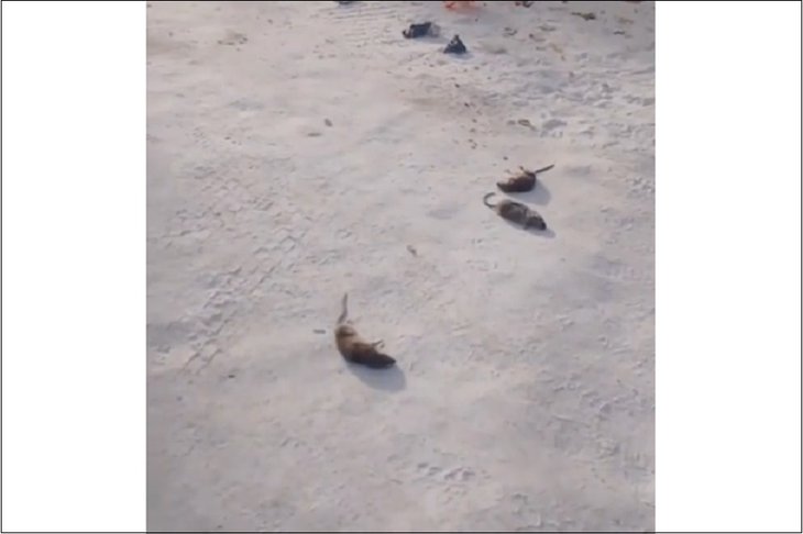 Крысы в Березовом. Скриншот видео местных жителей