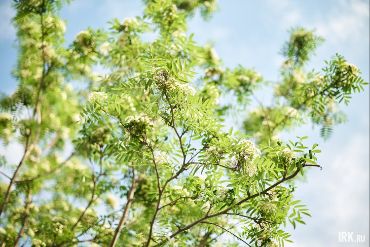 Весна. Фото Маргариты Романовой, IRK.ru