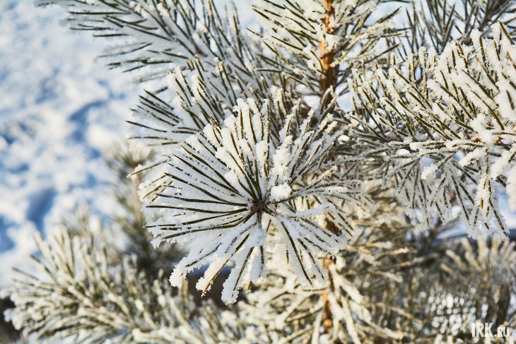 Морозы. Фото Маргариты Романовой, IRK.ru