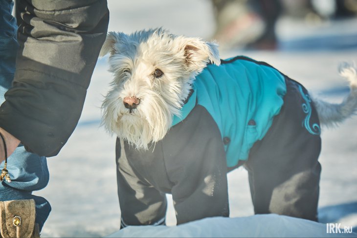 Морозы. Фото Маргариты Романовой, IRK.ru