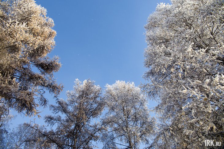Небо и деревья. Фото Валерии Алтаревой из архива IRK.ru