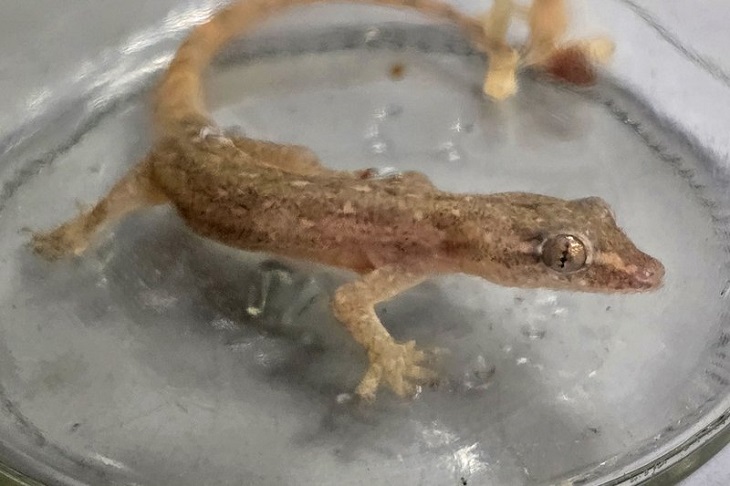 Геккон. Фото пресс-службы Иркутской таможни Геккон. Фото пресс-службы Иркутской таможни