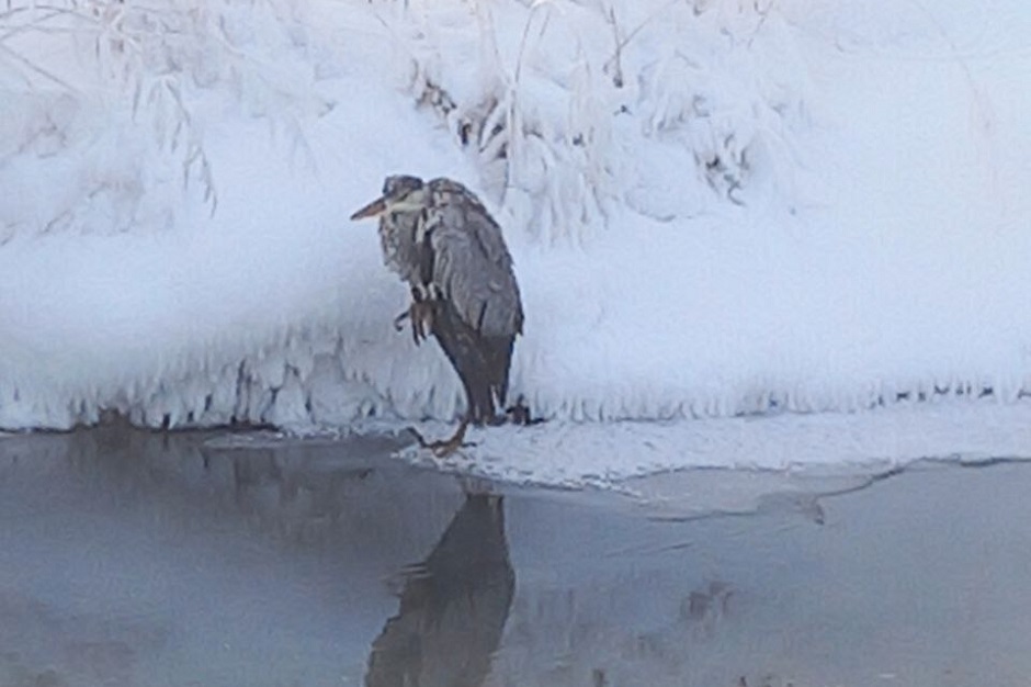 Замерзшая цапля. Фото охотнадзора Иркутской области Замерзшая цапля. Фото охотнадзора Иркутской области