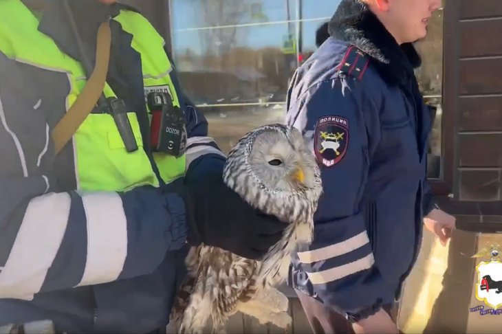 Сова. Фото пресс-службы ГУ МВД России по Иркутской области