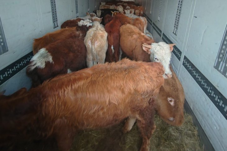 Скот. Фото пресс-службы управления Россельхознадзора по Иркутской области и Республике Бурятия