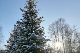 Деревья. Фото Ольги Фонарёвой, IRK.ru