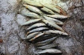 Нелегальный улов. Фото пресс-службы Восточно-Сибирского ЛУ МВД России на транспорте