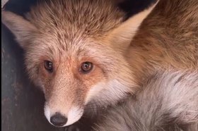 Пойманная лиса. Скриншот из видео сообщества ВКонтакте «Сибирский Зоопарк»