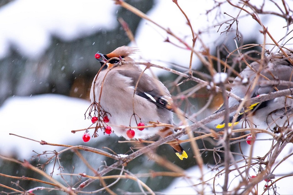 Свиристель. Фото из телеграм-канала «Дневник неюного натуралиста»