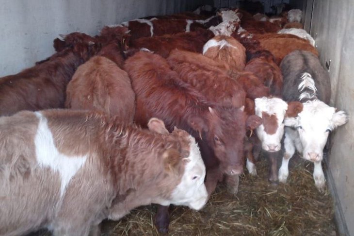 Коровы. Фото с сайта правительства Иркутской области