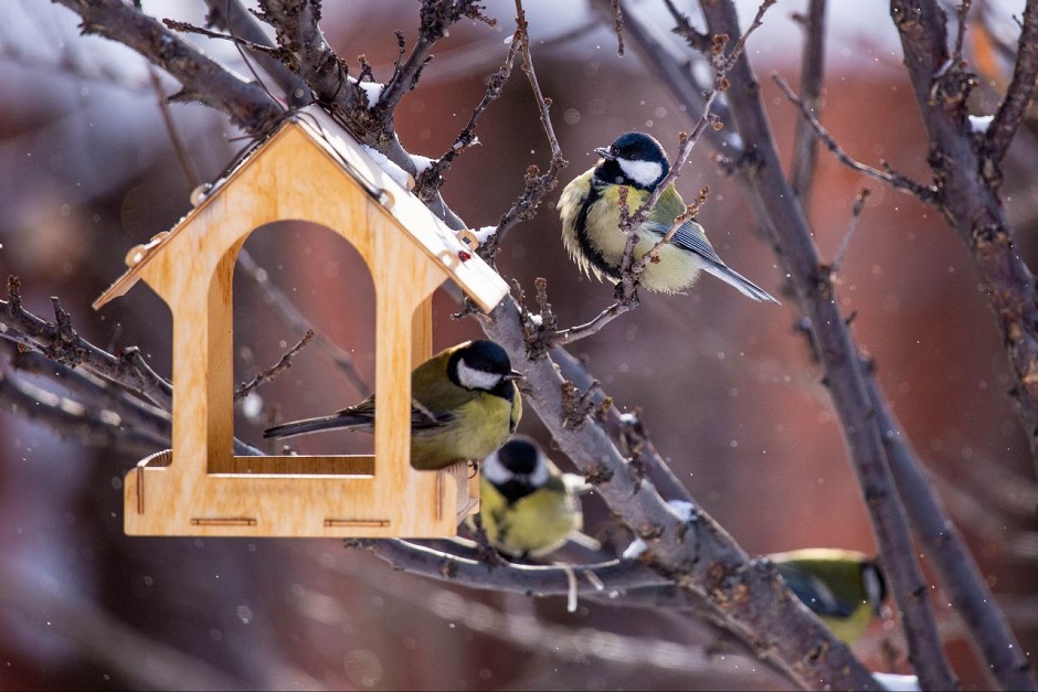 Большие синицы. Фото из телеграм-канала «Дневник неюного натуралиста»