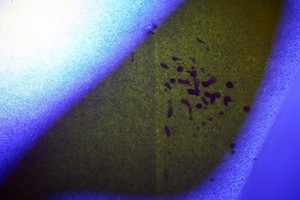 Капли крови в ультрафиолете