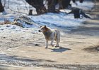 Бездомная собака. Фото Маргариты Романовой, IRK.ru