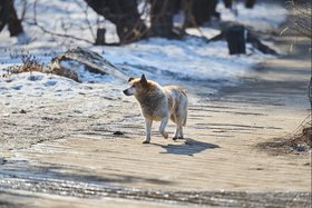 Бездомная собака. Фото Маргариты Романовой, IRK.ru