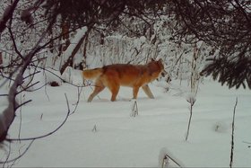 Волк. Скриншот видео из телеграм-канала нацпарка «Зюраткуль»
