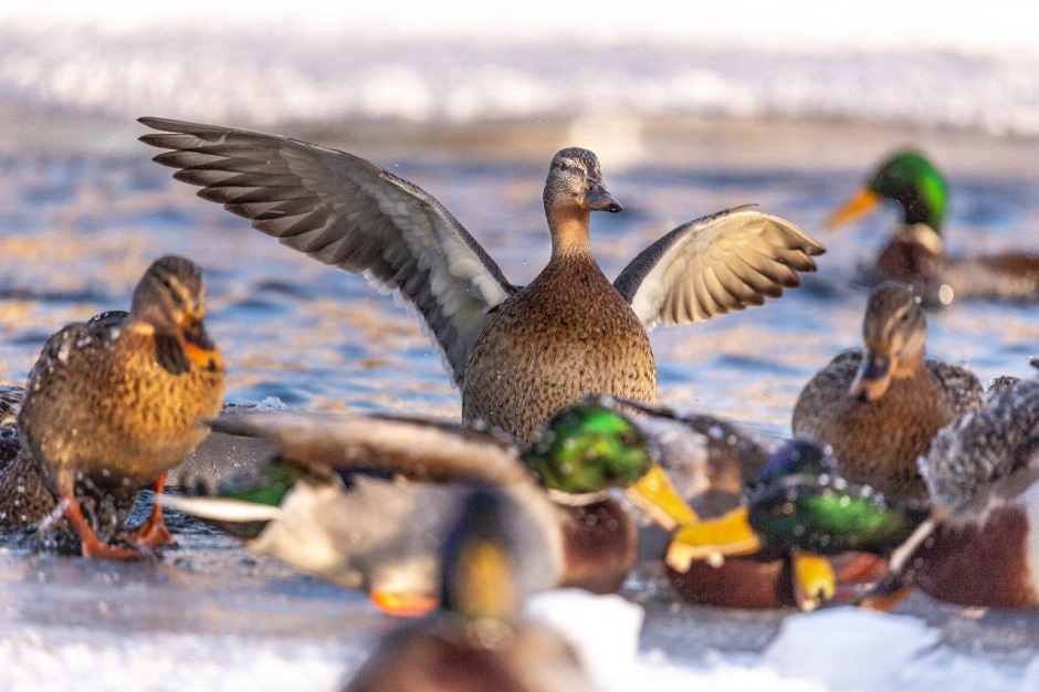 Кряквы. Фото из телеграм-канала «Дневник неюного натуралиста»