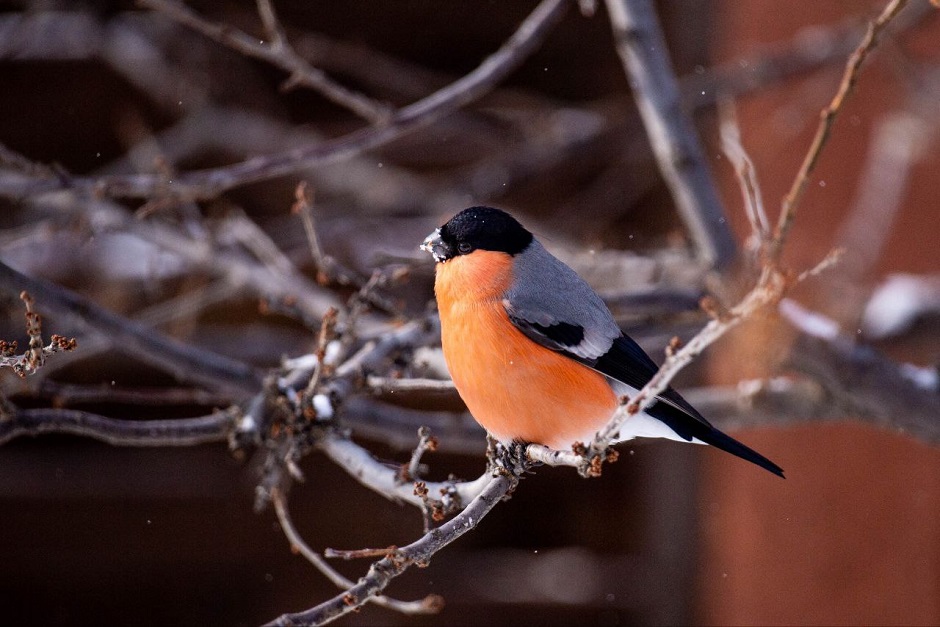 Снегирь. Фото из телеграм-канала «Дневник неюного натуралиста»
