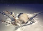 Убитый олень Фото из телеграм-канала «Охотнадзор-38»