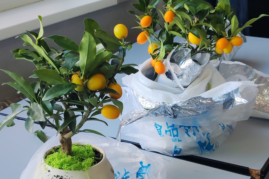 Изъятые кусты кумквата. Фото пресс-службы Иркутской таможни