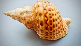 Такие разные моллюски