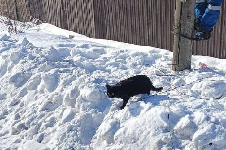 Спасенный кот. Фото из телеграм-канала «Свет38»