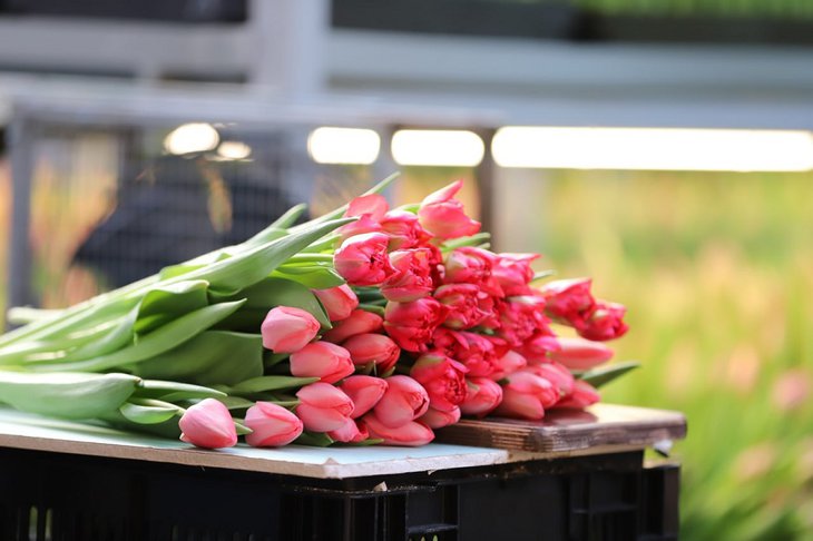 Тюльпаны. Фото пресс-службы администрации Иркутска