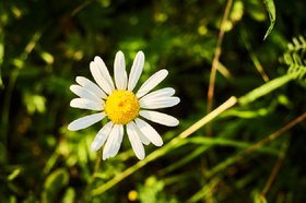 Ромашка. Фото Маргариты Романовой, IRK.ru