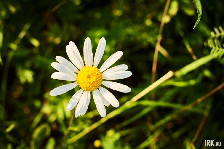 Ромашка. Фото Маргариты Романовой, IRK.ru
