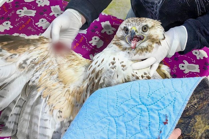 Мохноногий курганник. Фото из телеграм-канала «Иркутский зоопарк»