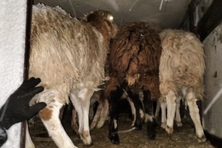 Овцы. Фото Россельхознадзора по Иркутской области и Бурятии