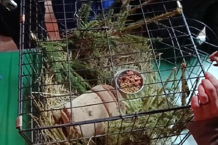 Клетка с ежами. Скриншот видео Иркутского зоосада