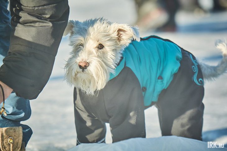 Морозы. Фото Маргариты Романовой, IRK.ru