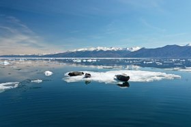 Нерпы на льдине. Фото из соцсетей Байкальского музея СО РАН