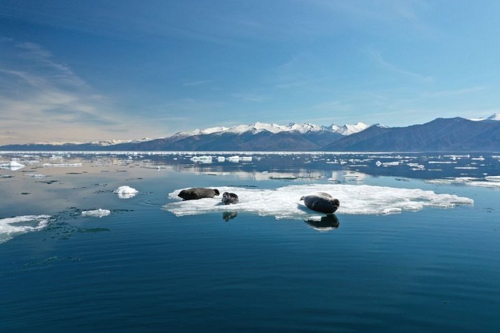 Нерпы на льдине. Фото из соцсетей Байкальского музея СО РАН