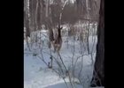 Косулю отвезли в лес. Скриншот видео Охотнадзора по Иркутской области