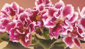 Дарите женщинам цветы