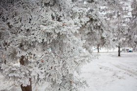 Деревья в инее. Фото IRK.ru