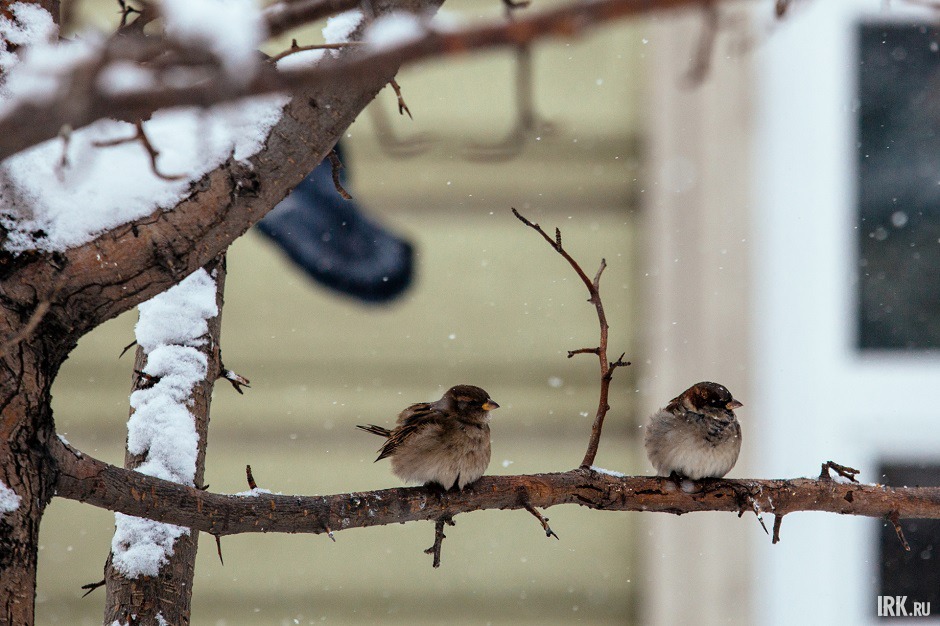 Фото: Зарина Весна, архив IRK.ru