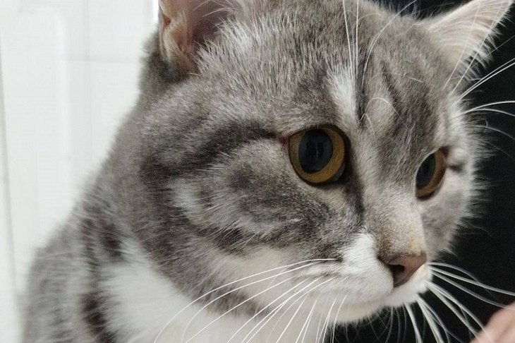 Спасенный кот. Фото из телеграм-канала ассоциации ветеринарии Иркутской области