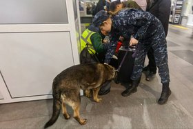 Служебная собака Лети. Фото пресс-службы Восточно-Сибирского ЛУ МВД России на транспорте