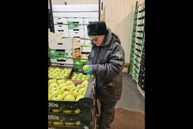 Яблоки. Фото пресс-службы Управления  Россельхознадзора по Иркутской области и Республике Бурятия