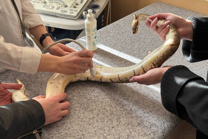 Беременная змея Феня. Фото со страницы ветклиники во «ВКонтакте»