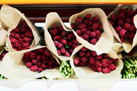 Тюльпаны. Фото Маргариты Романовой,